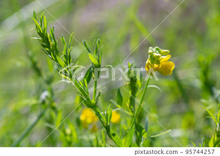 A Lathyrus pratensis flower of the meadow growing on the summer meadow A Lathyrus pratensis flower of the meadow growing on the summer meadow 95744257