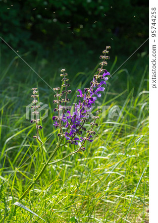 Salvia pratensis, the meadow clary or meadow sage, is a species of flowering plant in the family Lamiaceae, native to Europe, western Asia and northern Africa Salvia pratensis, the meadow clary or meadow sage, is a species of flowering plant in the family Lamiaceae, native to Europe, western Asia and northern Africa 95744258