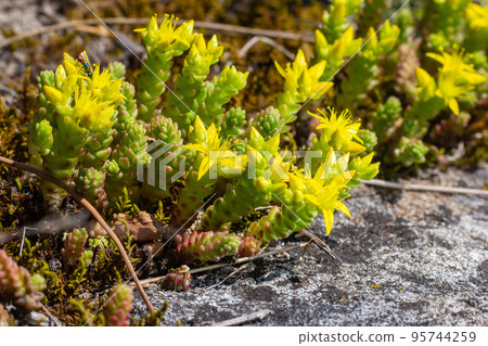 Sedum acre, Sedum album is the perennial herbaceous succulent plant with numerous rising stems covered with small thick leaves Sedum acre, Sedum album is the perennial herbaceous succulent plant with numerous rising stems covered with small thick leaves 95744259
