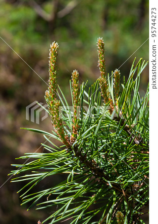 There are long buds on a pine branch. Buds appear on the pine tree in spring There are long buds on a pine branch. Buds appear on the pine tree in spring 95744273