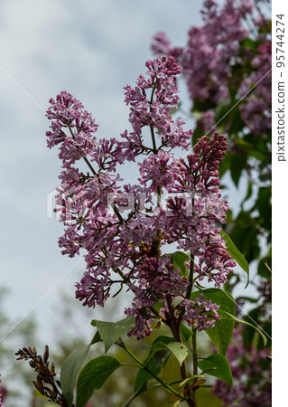 Branch of lilac flowers with green leaves, floral natural seasonal hipster background 95744274