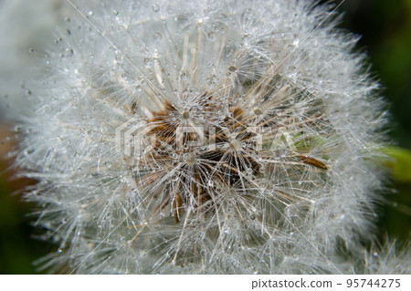 Blowball of Taraxacum plant on long stem. Blowing dandelion clock of white seeds on blurry green background of summer meadow. Fluffy texture of white dandelion flower closeup 95744275