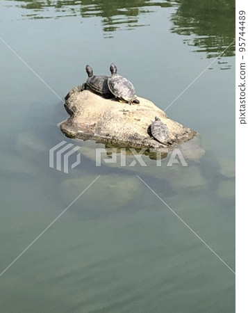Turtle's rest Turtle's rest 95744489