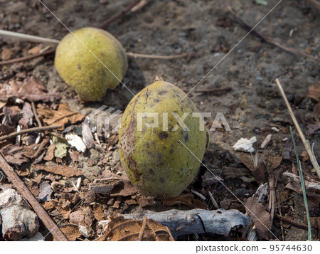 Oni walnut falling to the ground 95744630