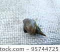 river snail with green algae on a shell on a gray surface. 95744725