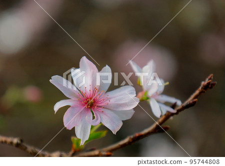 秋天盛開的美麗十月櫻花 秋天盛開的美麗十月櫻花 95744808