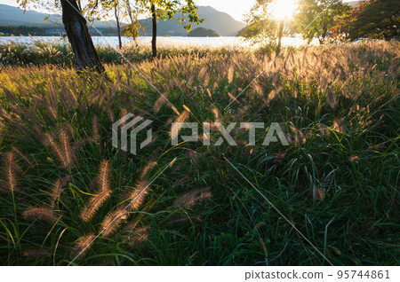 長崎公園草原草原綠狐尾草 95744861