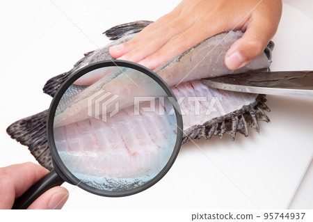鮮魚和放大鏡寄生蟲和食品安全圖像 95744937