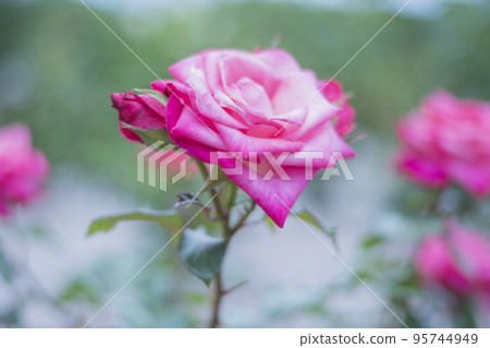 Tokyo Jindai Botanical Garden warm spring roses [flowers and plants] 95744949