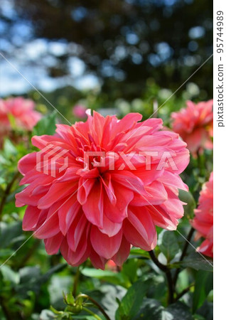 大麗花大麗花紅(紅) 大麗花大麗花紅(紅) 95744989