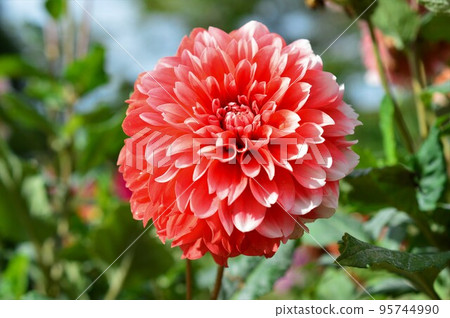 大麗花大麗花紅(紅) 大麗花大麗花紅(紅) 95744990