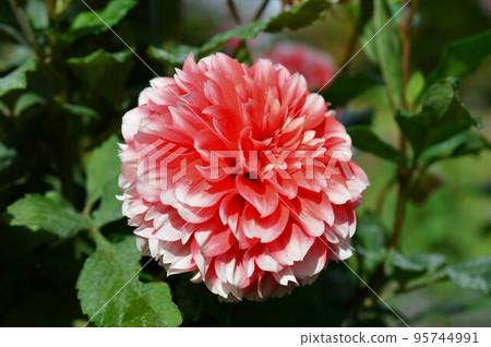 Dahlia Dahlia red (red) 95744991