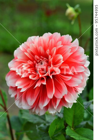 Dahlia Dahlia red (red) 95744995