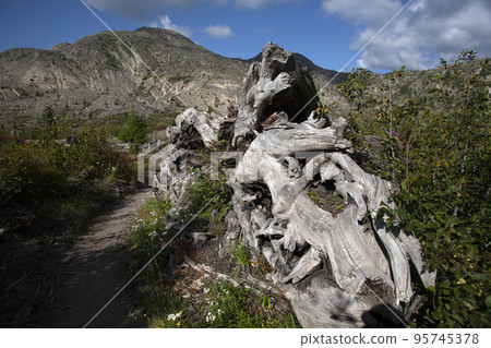 Landscape with dead trees 95745378