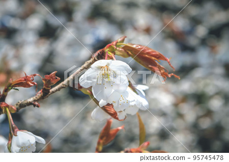 a Spring flowers series, Cherry blossom , a white sakura flower 95745478