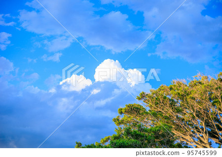 Clear blue sky and trees in the countryside Clear blue sky and trees in the countryside 95745599