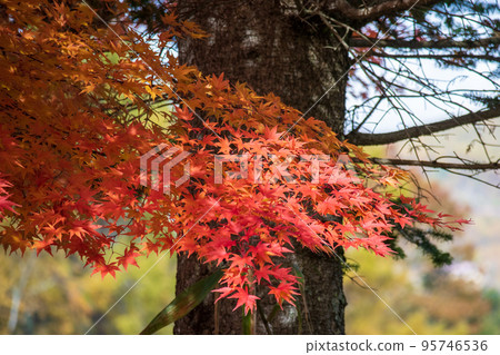 陽光透過湖邊2（蓼科湖）的樹木和秋葉 95746536