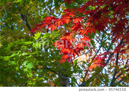 陽光透過樹木的綠色和紅色(蓼科湖) 陽光透過樹木的綠色和紅色(蓼科湖) 95746538