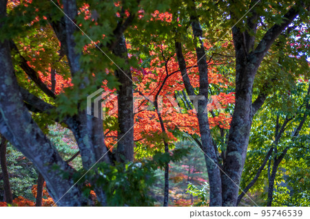 樹林外的楓樹(蓼科湖) 樹林外的楓樹(蓼科湖) 95746539