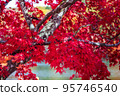 陽光透過湖邊的樹木和秋葉 1（蓼科湖） 95746540