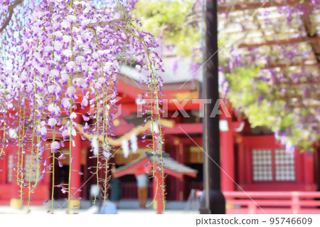 Wisteria flowers at Kasama Inari Shrine in Ibaraki 95746609