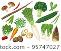 Vegetable illustration set 2 95747027