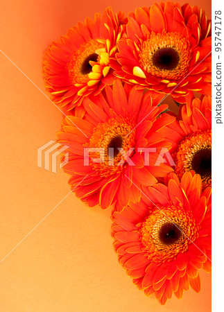 Orange flower of gerber. Daisy flowers close up over orange background Orange flower of gerber. Daisy flowers close up over orange background 95747178