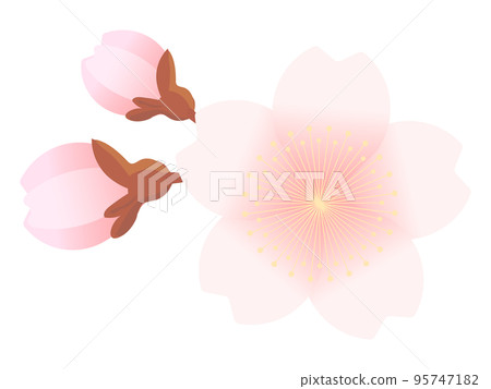 櫻花和花蕾的插圖 櫻花和花蕾的插圖 95747182