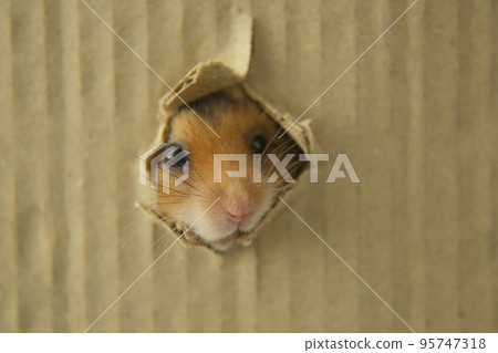 The muzzle of a red hamster in a hole. A Syrian hamster looks out of a dirvka The muzzle of a red hamster in a hole. A Syrian hamster looks out of a dirvka 95747318