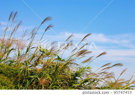 橫濱港之三葉岡公園 橫濱港之三葉岡公園 95747453
