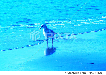 彩色海浪鳥海鷗（2022年10月註冊） 95747680