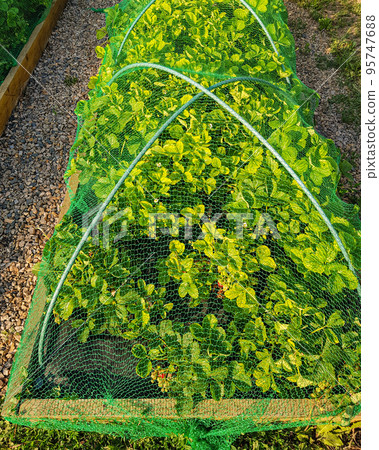Vertical photo with raised beds with strawberries, under a protective net from birds, a summer rural day 95747688