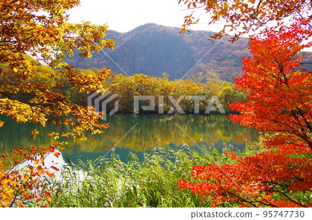 Autumn scenery of Maruike Pond in Shiga Kogen, Yamanouchi Town, Nagano Prefecture Autumn scenery of Maruike Pond in Shiga Kogen, Yamanouchi Town, Nagano Prefecture 95747730