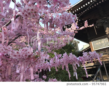 櫻花神社的河津櫻花 櫻花神社的河津櫻花 95747981