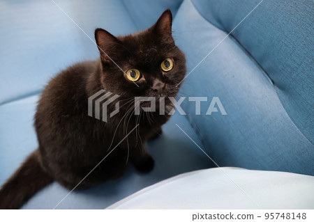 A black cat looks curiously at the camera A black cat looks curiously at the camera 95748148
