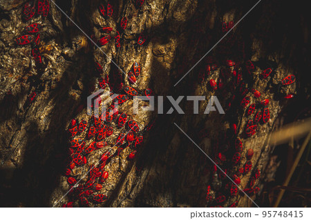 Red bug. Accumulation of soldier bugs. Red beetles in sun. Red bug. Accumulation of soldier bugs. Red beetles in sun. 95748415
