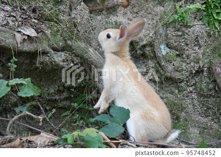 奧之島的可愛兔子 奧之島的可愛兔子 95748452