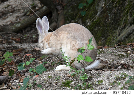 奧之島的可愛兔子 奧之島的可愛兔子 95748453