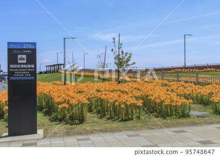 Soramenade羽田綠地入口處盛開的百合花 95748647