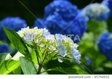 繡球花盛開 繡球花盛開 95748910