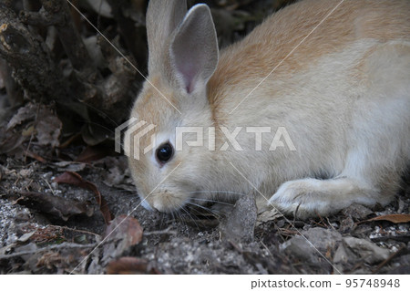 奧之島的可愛兔子 95748948