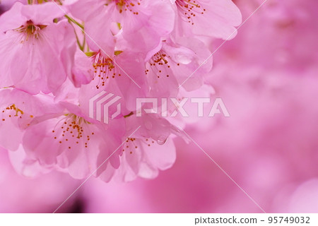 日本櫻花特寫的春天風景 95749032