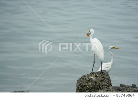 Great Egret in Anping Port Binhua History Park 95749064