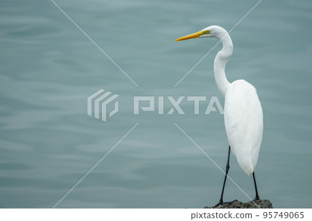 Great Egret in Anping Port Binhua History Park 95749065