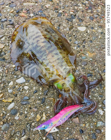 Aori squid caught by Egging 95749323