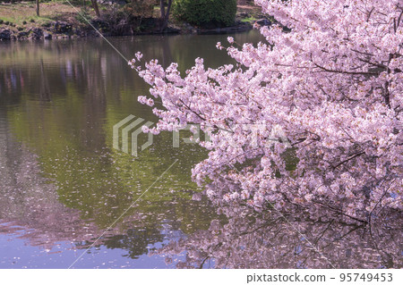 Japanese spring landscape Cherry blossoms by the water Japanese spring landscape Cherry blossoms by the water 95749453