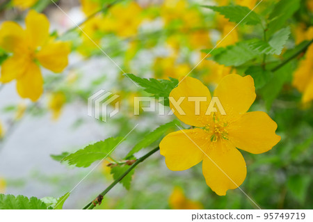 盛開的單山吹，春天的花朵的形象-3：2版本 95749719