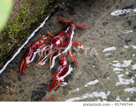 crayfish 95749744