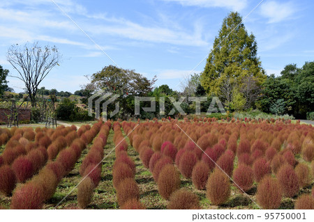 Late autumn scenery colored by kochia (blue sky background) 95750001