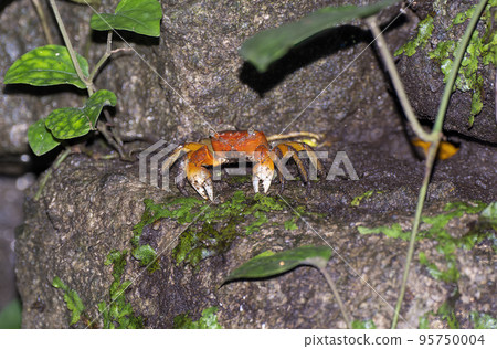 Red-clawed crab of Izu-Muroiwa cave 95750004